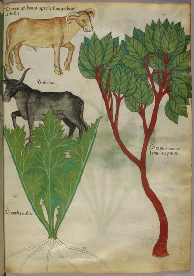 Botanische illustratie van planten en stieren, ca. 1440 (inkt en kleur op perkament) door Italian School