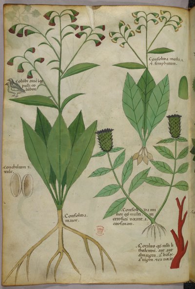 Botanische illustratie van planten en koraal met een slang en een hert, ca. 1440 (inkt en kleur op perkament) door Italian School