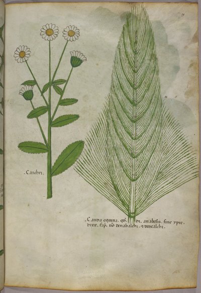 Botanische illustratie van planten, ca. 1440 (inkt en kleur op perkament) door Italian School