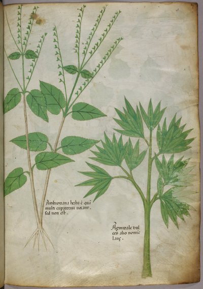 Botanische illustratie van planten, ca. 1440 (inkt en kleur op perkament) door Italian School