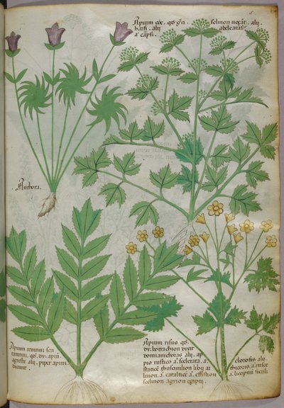 Botanische illustratie van planten, ca. 1440 (inkt en kleur op perkament) door Italian School
