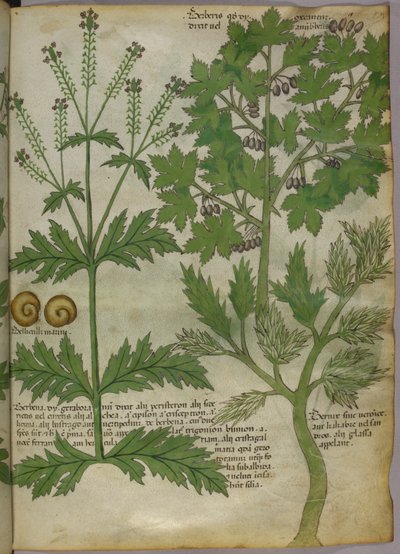 Botanische illustratie van planten, ca. 1440 (inkt en kleur op perkament) door Italian School