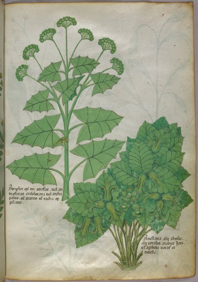 Botanische illustratie van planten, ca. 1440 (inkt en kleur op perkament) door Italian School