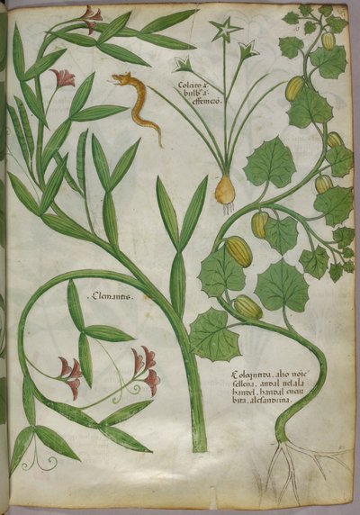 Botanische illustratie van planten, waaronder een clematis, en een slang, ca. 1440 (inkt en kleur op perkament) door Italian School