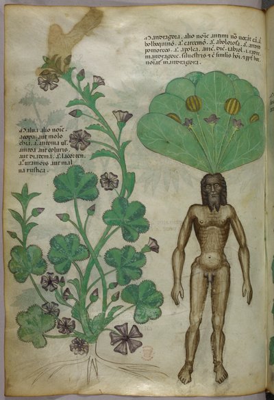 Botanische illustratie van planten, waaronder een mandragora met een naakt mannelijk lichaam als wortel, ca. 1440 (inkt en kleur op perkament) door Italian School