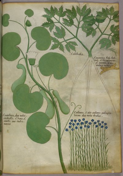 Botanische illustratie van planten, inclusief bloemen, ca. 1440 (inkt en kleur op perkament) door Italian School