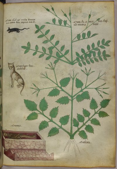 Botanische illustratie van planten met een luipaard, een muis en een lijk, ca. 1440 (inkt en kleur op perkament) door Italian School
