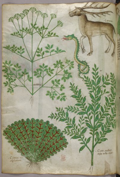 Botanische illustratie van planten, een slang en een hert, ca.1440 (inkt en kleur op perkament) door Italian School