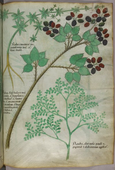 Botanische illustraties van meekrap [rubea]; braam [rubus]; wijnruit [ruta], ca.1440 (inkt  kleur op perkament) door Italian School