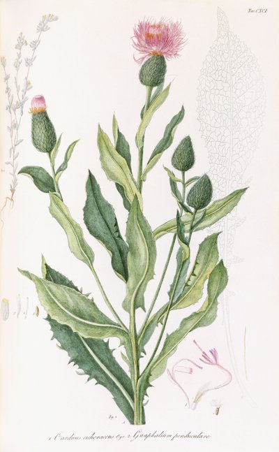 Cardus cichoraceus en Gnaphalium penduculare, 1811-1838 door Italian School