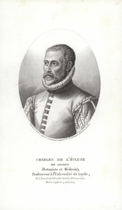 Carolus Clusius door Italian School