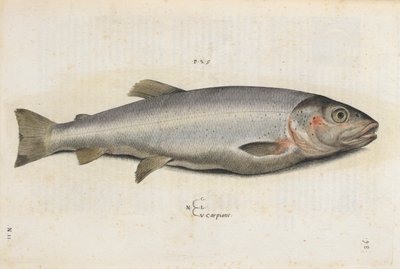 Carpione vis, illustratie uit 