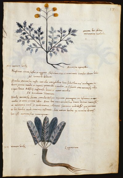 Cod. CCXXXVII Artemisia en lapparium, geneeskrachtige planten uit een 