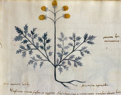 Cod. CCXXXVII Artemisia, geneeskrachtige plant uit een 