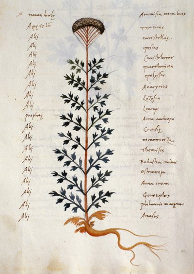 Cod. CCXXXVII Artemisia, geneeskrachtige plant uit een 
