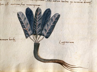 Cod. CCXXXVII Lapparium, geneeskrachtige planten uit een 
