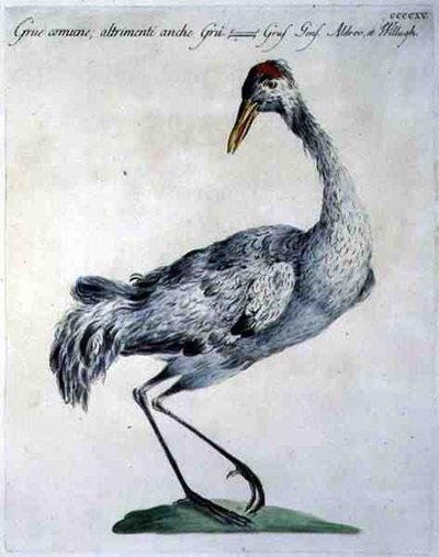 Gewone Kraanvogel, c.1767-76 door Italian School