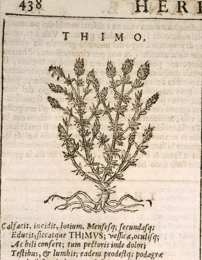 Echte Tijm (Thymus vulgaris), gravure door Castore Durante door Italian School