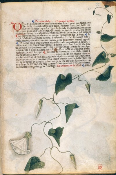 Windekruidplant, illustratie uit 