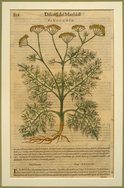 Venkel, een botanische plaat uit de Discorsi door Pietro Andrea Mattioli (1501-77) gepubliceerd in Venetië, 1570 door Italian School
