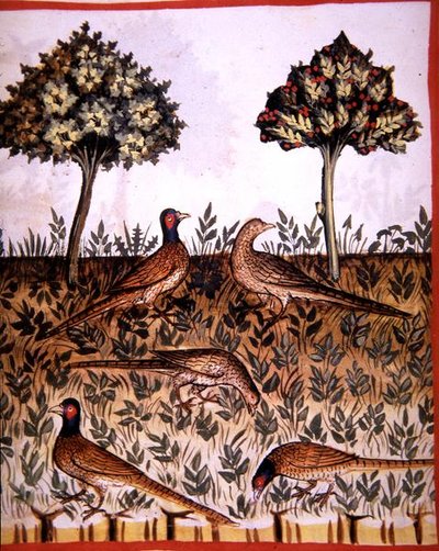 Fol.68v Fazanten, illustratie uit 
