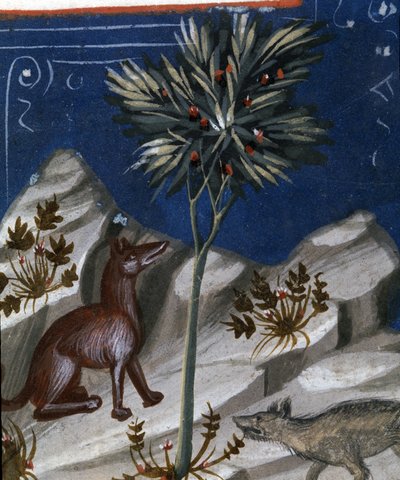 Vos en een wolf, illustratie uit "Codex Justianus", 1350 door Italian School