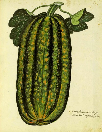 Groene langwerpige pompoen, gepubliceerd in Piante Fiori Frutti door Italian School