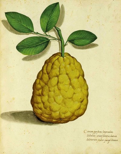 Erfgoedcitroen door Ulisse Aldrovandi door Italian School