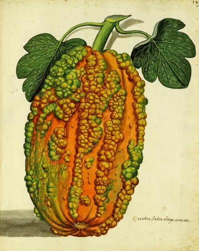 Erfgoedpompoen door Ulisse Aldrovandi door Italian School