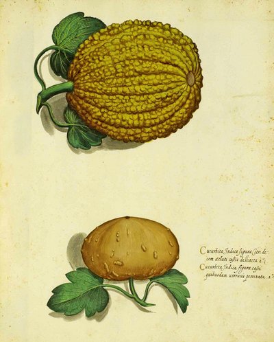 Erfstuk Pompoen door Ulisse Aldrovandi door Italian School