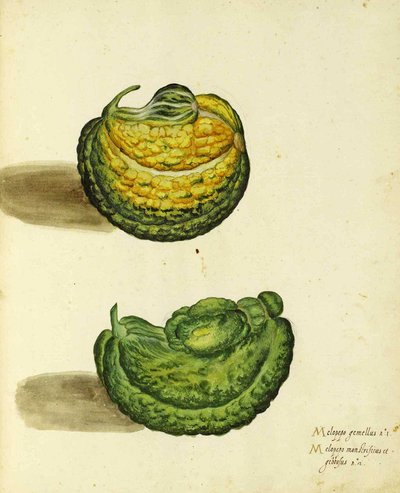 Erfstuk Pompoen door Ulisse Aldrovandi door Italian School