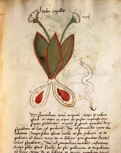 Herba Capillaria door Italian School