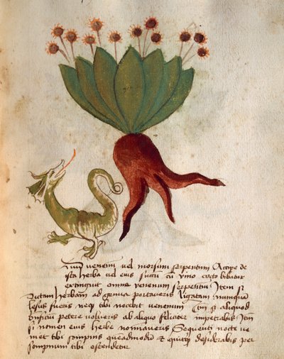 Herba Vermicularia door Italian School