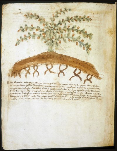 Herbarium van de 14e eeuw. Gemeentelijke bibliotheek van Rimini door Italian School