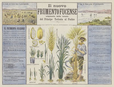 Il nuovo Frumento Fucense door Italian School