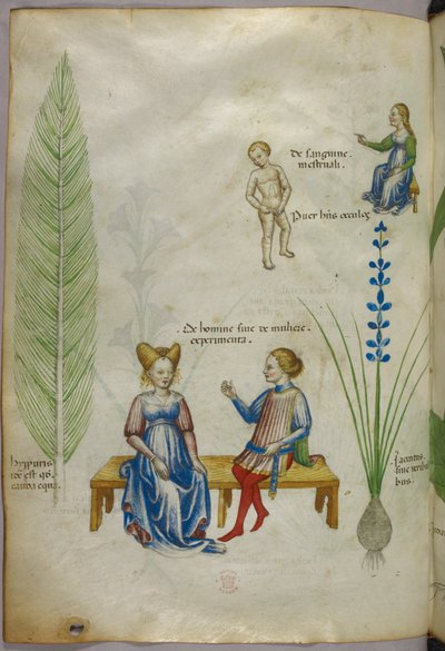 Illustratie van akkerpaardenstaart [hyppuris], en iris [ jacintus]; figuren die aspecten van de menselijke seksualiteit voorstellen, ca. 1440 (inkt  kleur op perkament) door Italian School