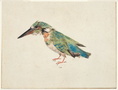 IJsvogel, ca. 1650-99 (zwart krijt, aquarel, bodycolour op papier, met bruine inkt omlijning op drie randen) door Italian School