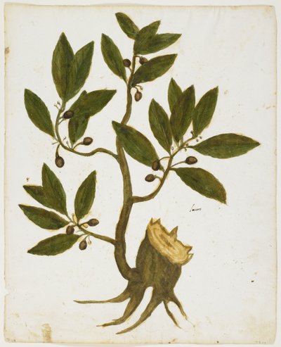 Laurierboom (Laurus nobilis) door Italian School