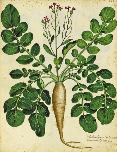 Lange Witte Radijs door Ulisse Aldrovandi door Italian School