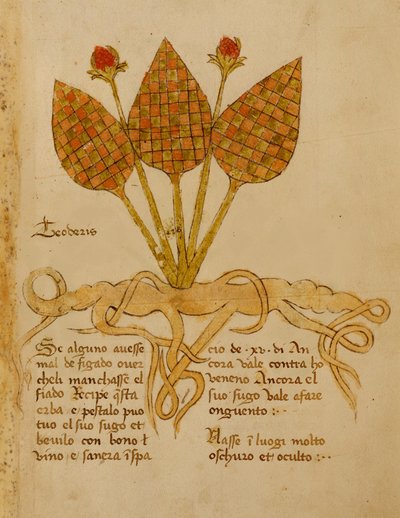 Ms 1591 Fol.19r Herba Teoderis door Italian School