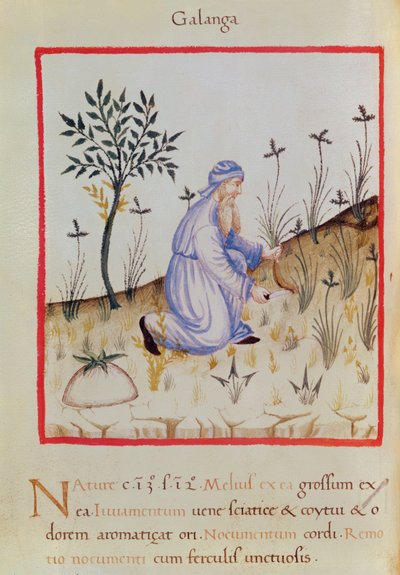 Ms 3054 f.22 Oogsten van galangal, uit 