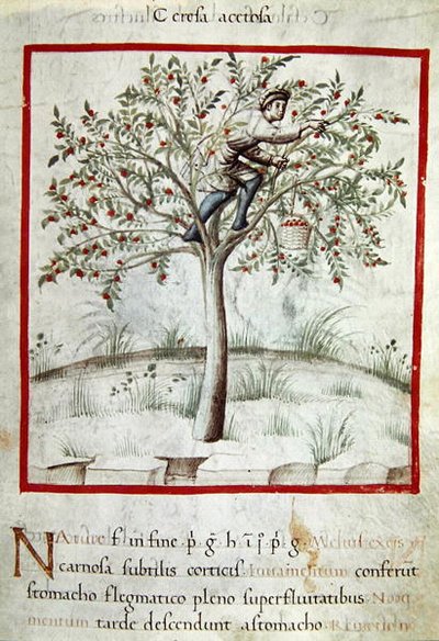 Ms 3054 f.25 Kersen plukken, uit 
