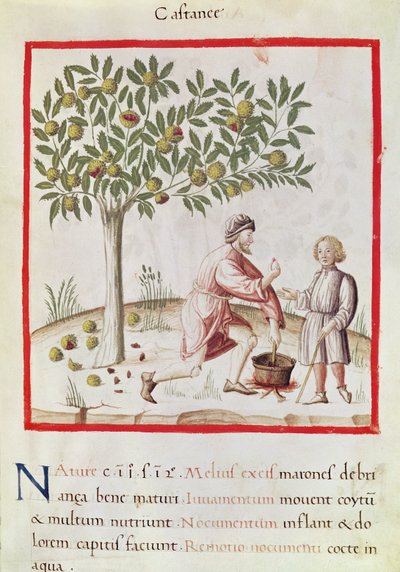 Ms 3054 fol.31 Kastanjes oogsten en koken, uit 