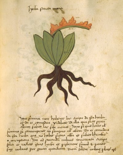 Ms 320 M Fol.28r Herba Santa Maria, uit Liber Herbarius una cum rationibus conficiendi medicamenta door Orgione Rizzardo door Italian School