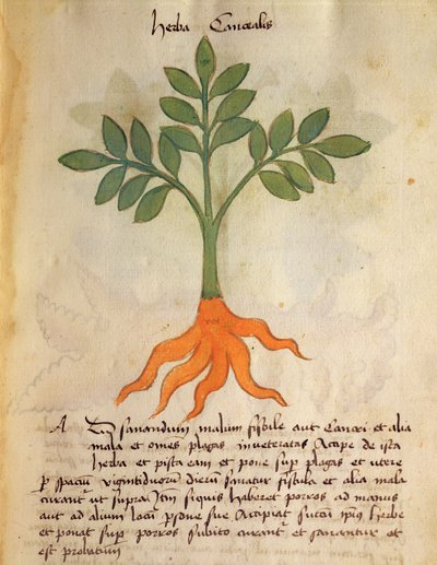 Ms 320 M fol.14r Herba Cancealis, uit 