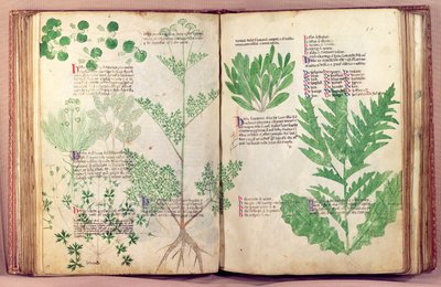 Planten uit De Herbis door Manfredus de Monte Imperiali, ca. 1330-40 door Italian School