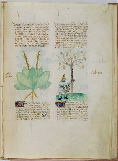 Ms Lat 993 L.9.28 fol.136r Het verzamelen van terpentijn, uit 