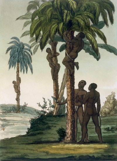 Inboorlingen klimmen in palmen met slingerhalsters rond hun heupen, 1820s-30s door Italian School