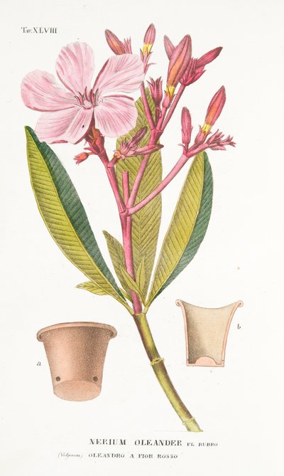 Nerium Oleander el Bubro, Plaat XLVIII, uit LAntotrofia Ossia La Coltivazione DeFiori door Antonio Piccioli, uitgegeven 1834 door Italian School