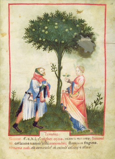 Nouv Acq Lat 1673 fol.18 Citroenen oogsten, uit Tacuinum Sanitatis, ca. 1390-1400 door Italian School